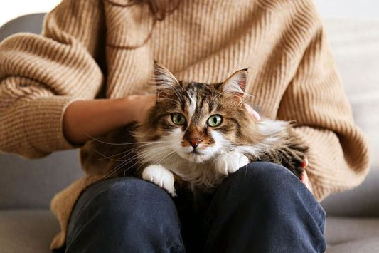 5 Reasons Cats Knead And How to Keep It From Hurting!