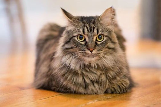 Cat Behavior 101: Understanding Your Furry Friend’s Quirks