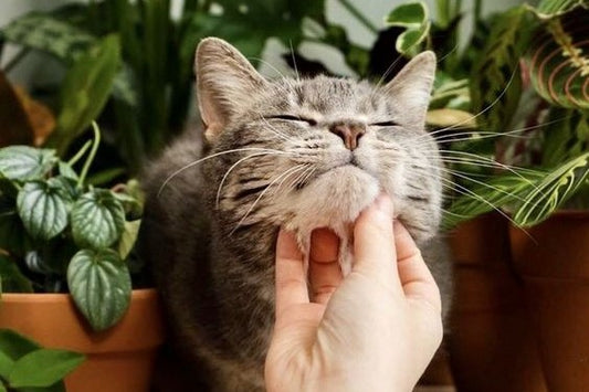 10 Important Things Cat Owners Need for a Happy Cat